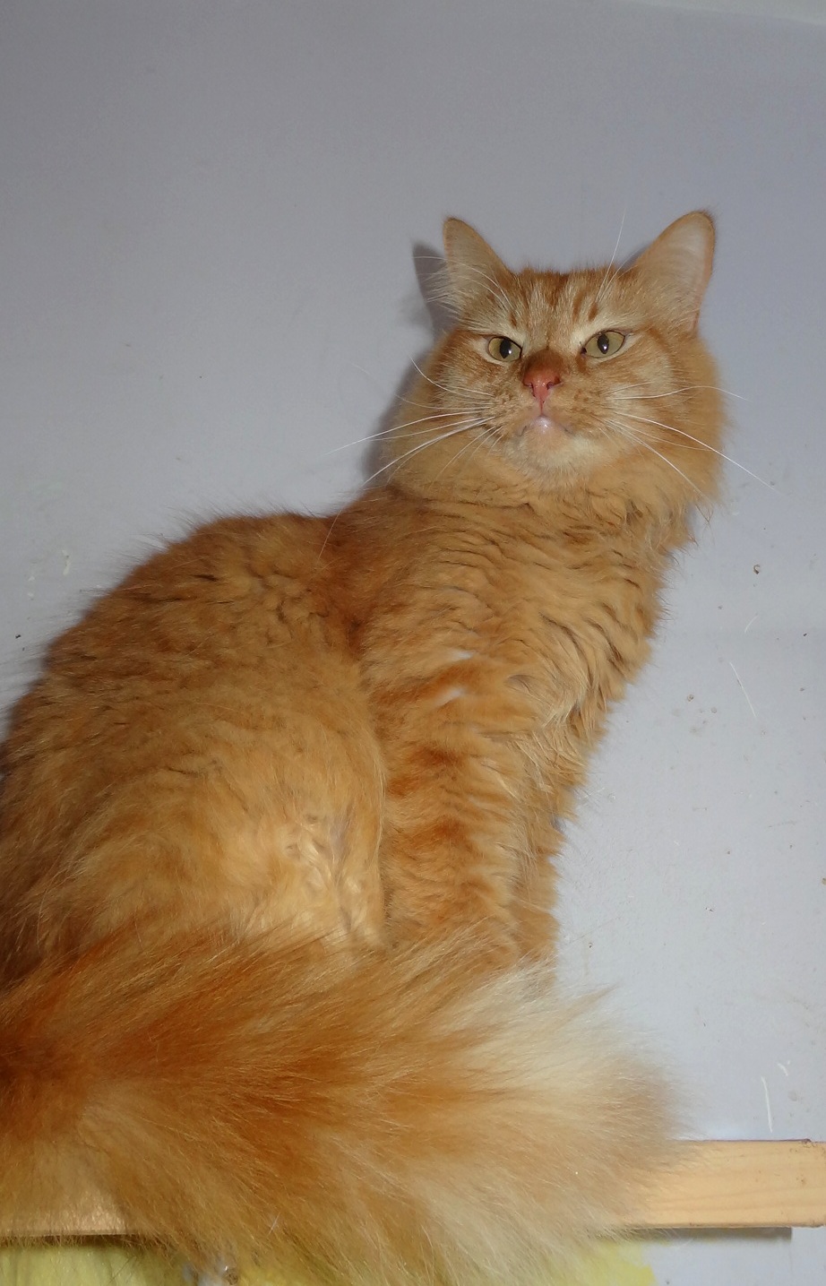 Лис - Имена для мальчиков - Клички для котов и кошек