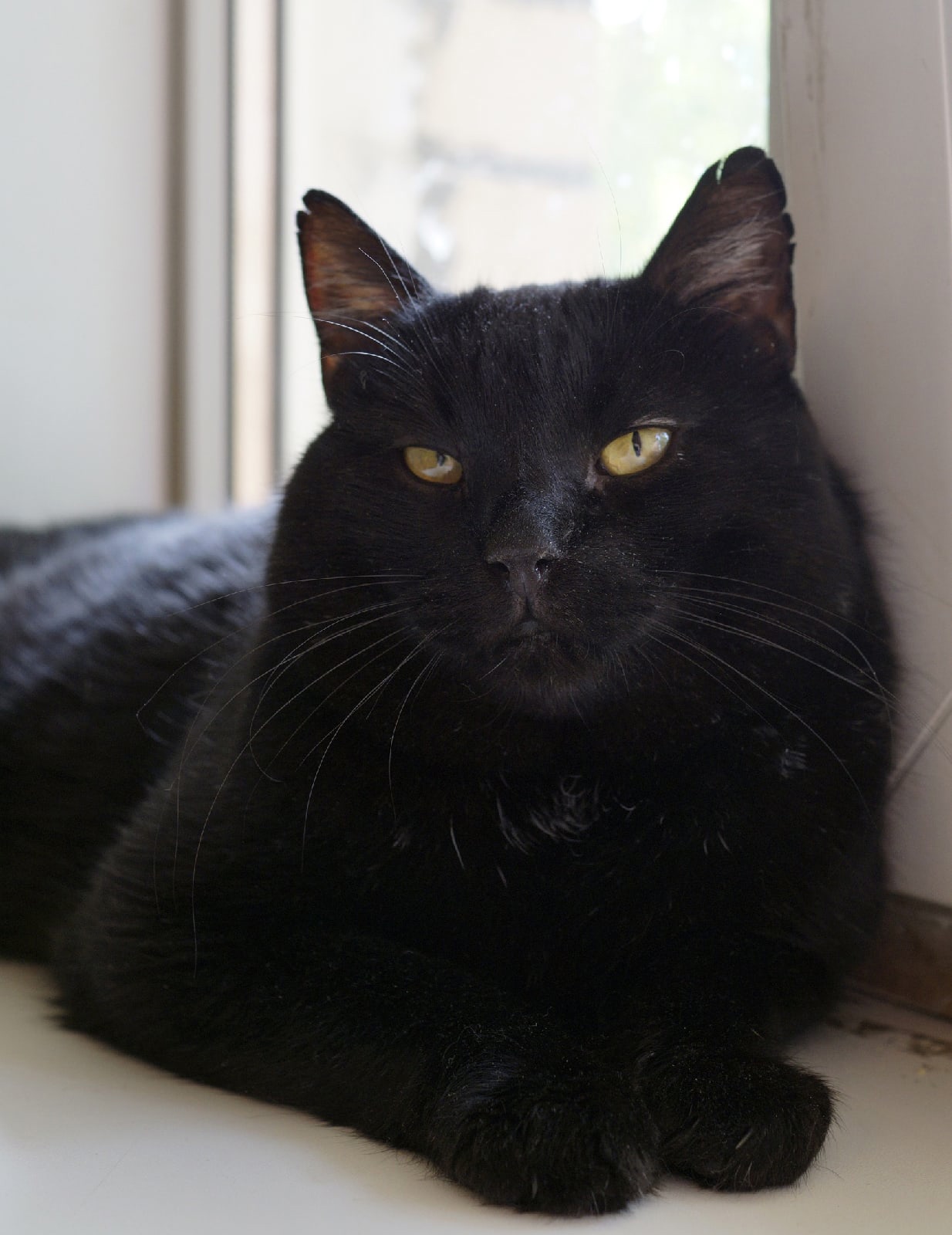 Боцман - Имена для мальчиков - Клички для котов и кошек