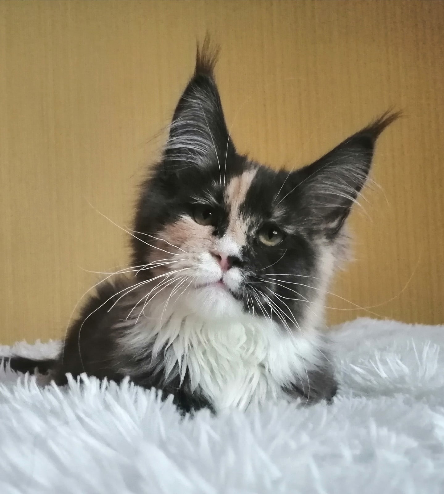 Кукуся - Имена для девочек - Клички для котов и кошек