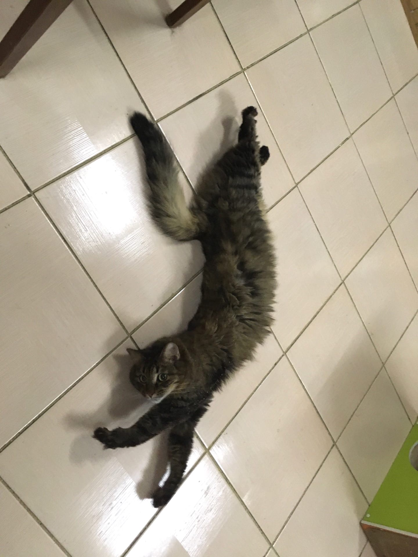 Диксон - Имена для мальчиков - Клички для котов и кошек