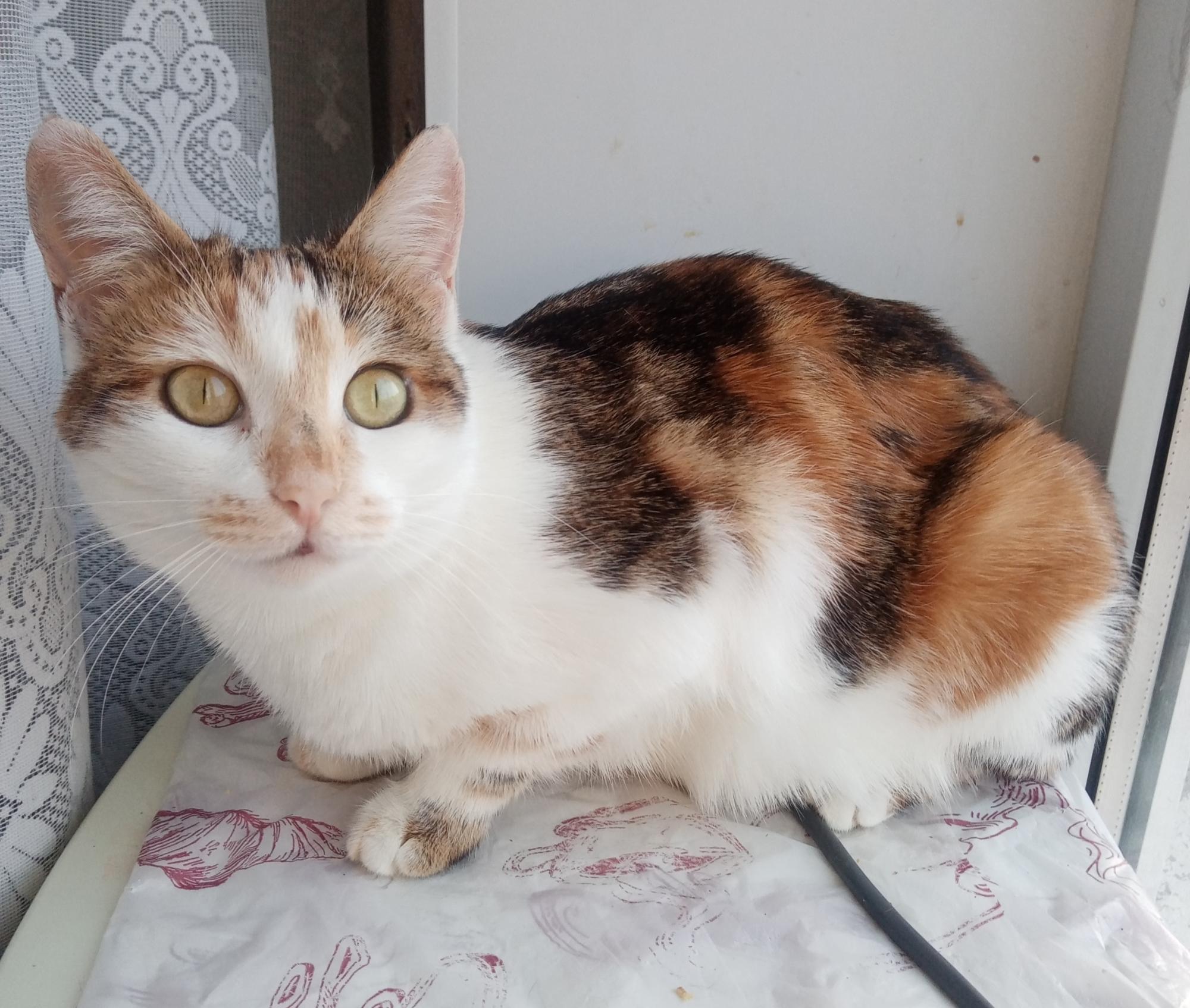 Радуга - Имена для девочек - Клички для котов и кошек