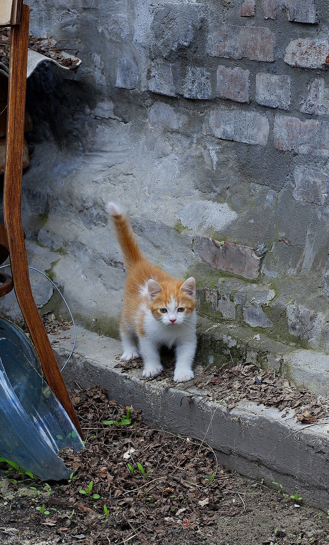 Шухер - Имена для мальчиков - Клички для котов и кошек
