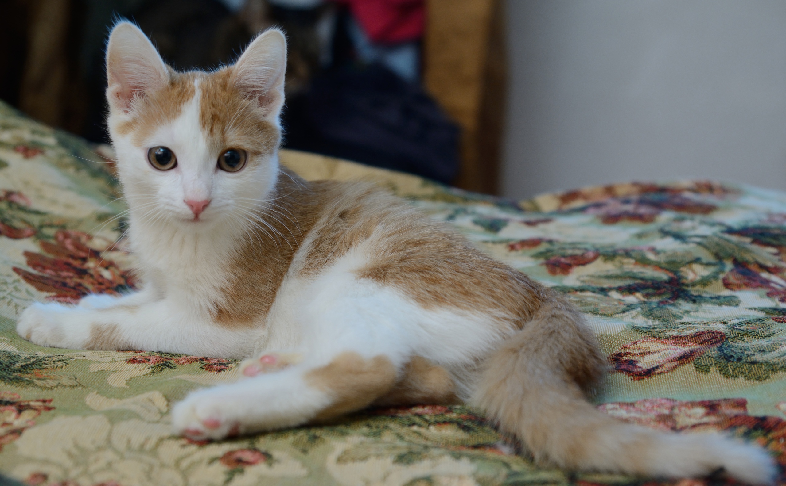 Рустик - Имена для мальчиков - Клички для котов и кошек