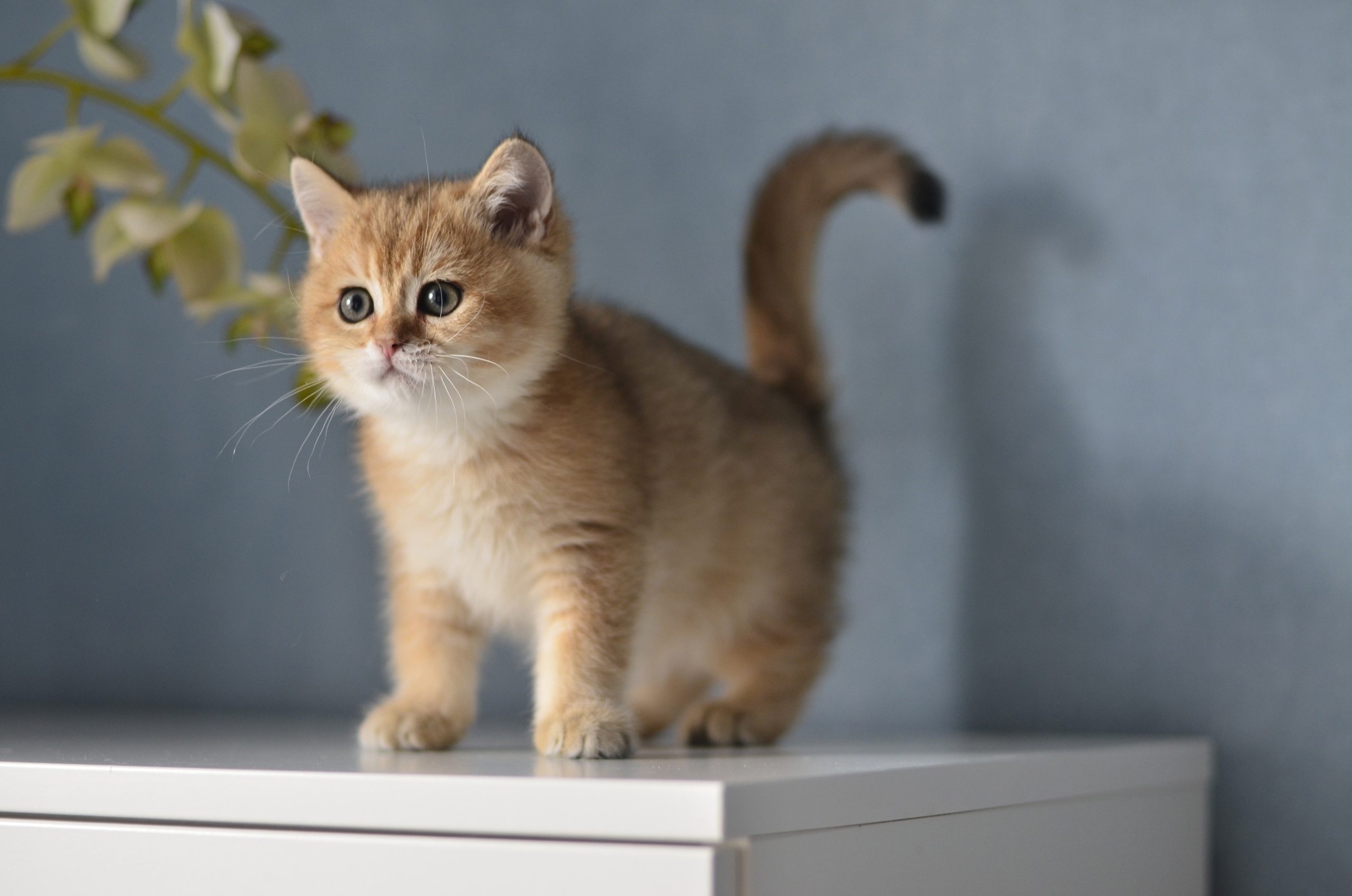 Фома - Имена для мальчиков - Клички для котов и кошек