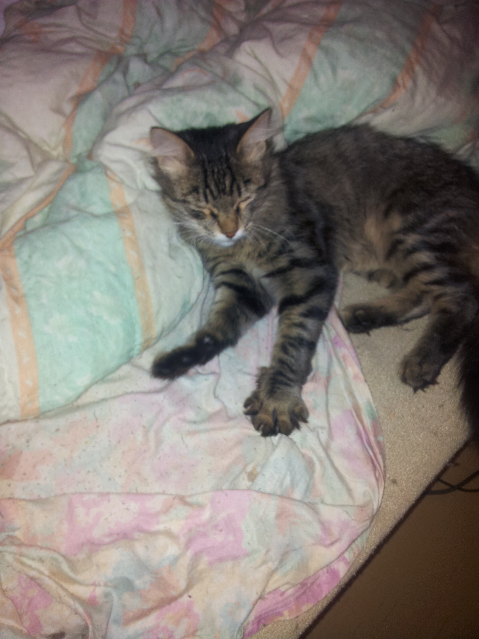 Мотор - Имена для мальчиков - Клички для котов и кошек