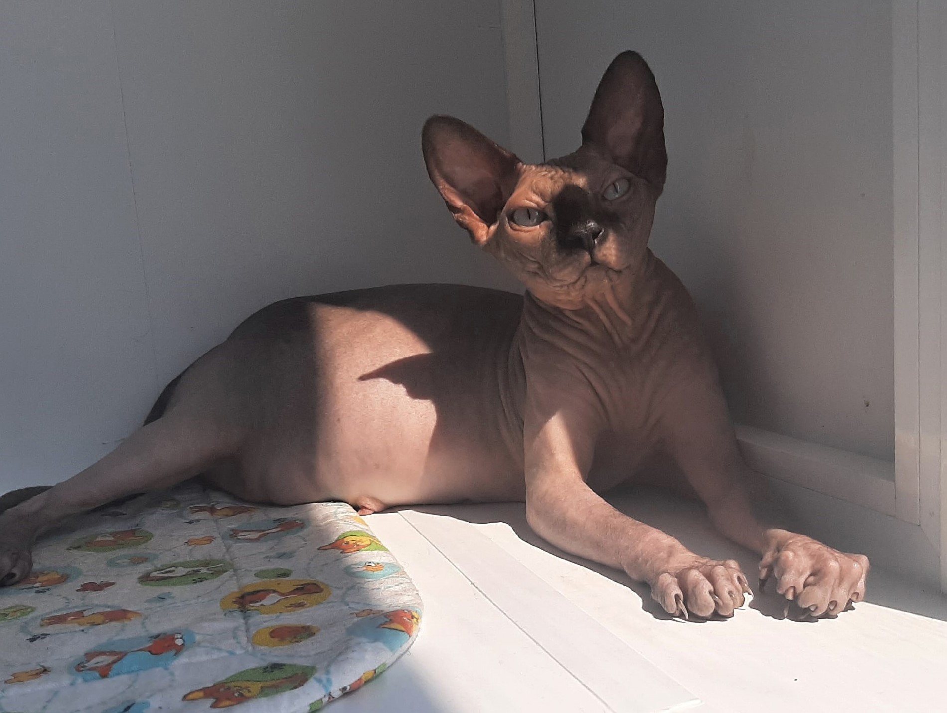 Амаранта - Имена для девочек - Клички для котов и кошек