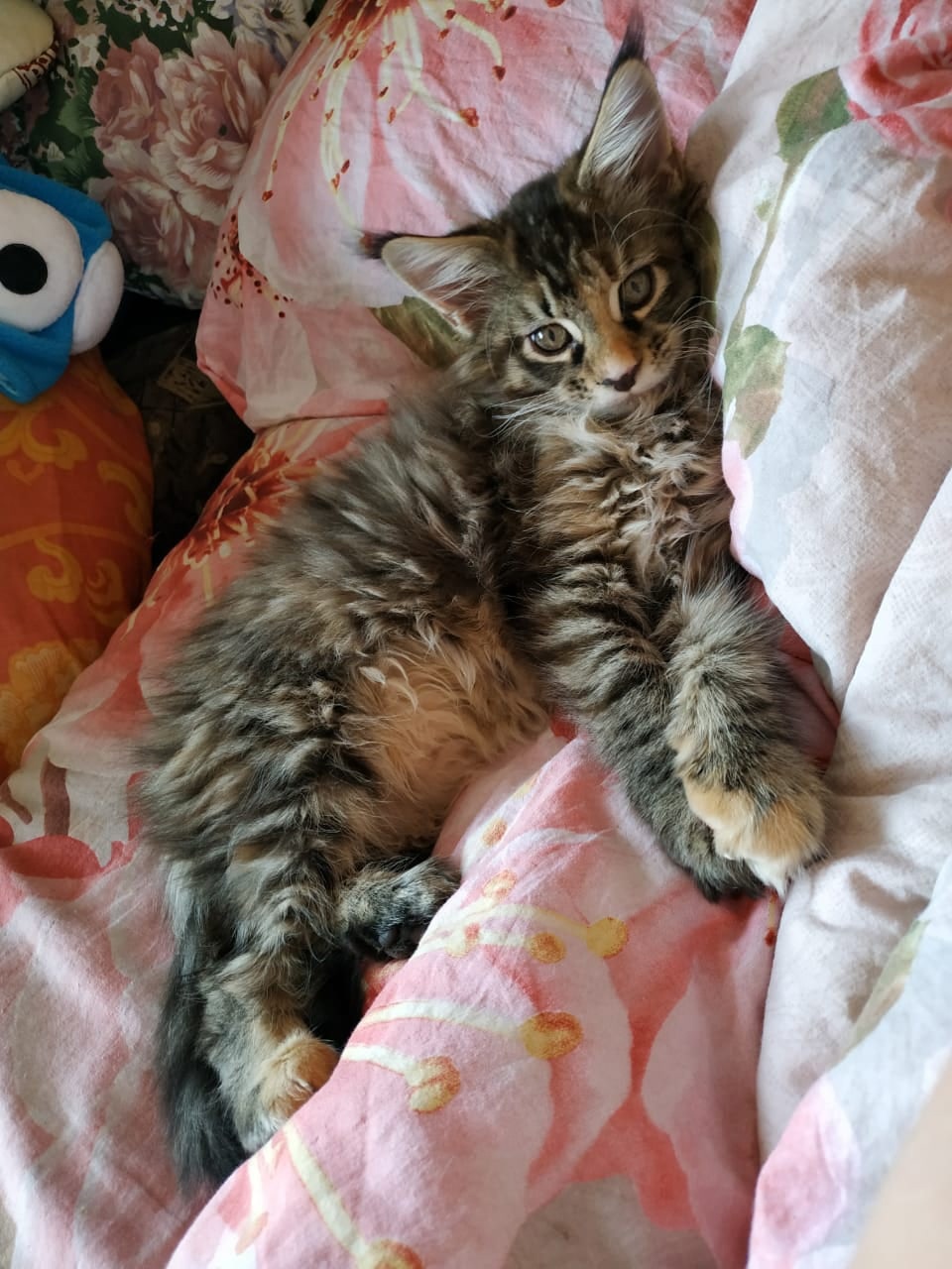 Розали - Имена для девочек - Клички для котов и кошек