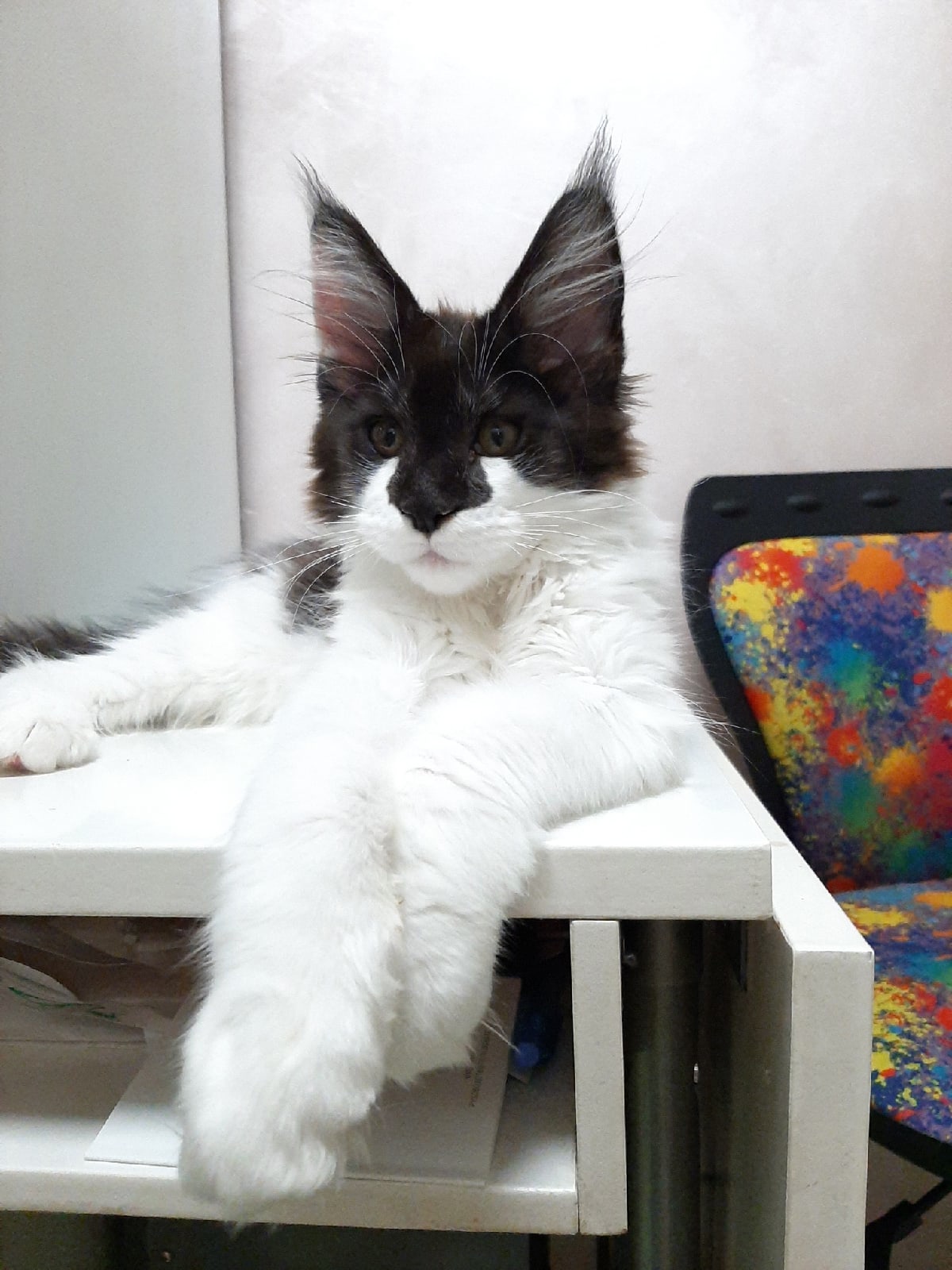 Армани - Имена для мальчиков - Клички для котов и кошек