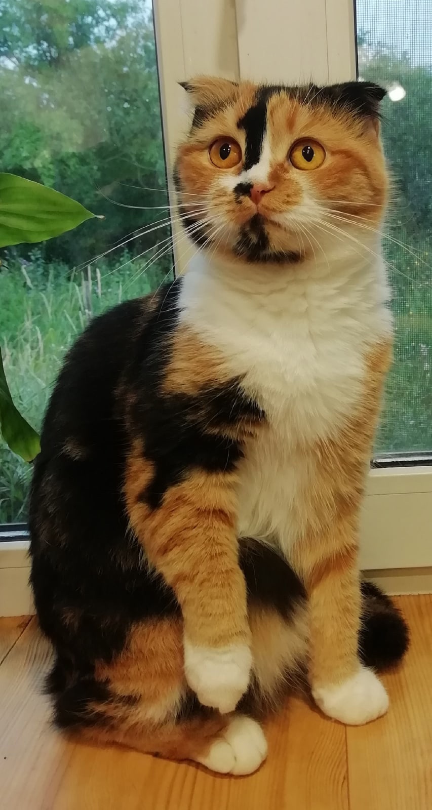 Мотя - Имена для девочек - Клички для котов и кошек