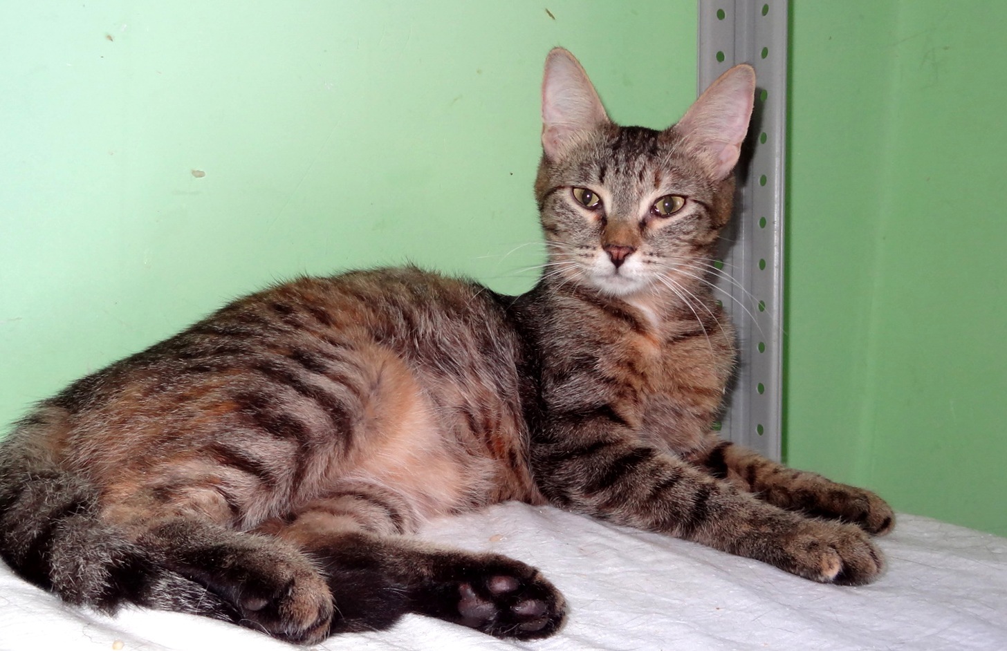 Зая - Имена для девочек - Клички для котов и кошек