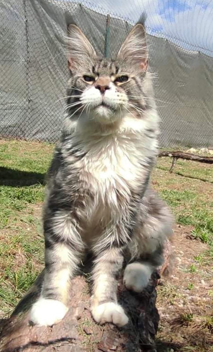 Егор - Имена для мальчиков - Клички для котов и кошек