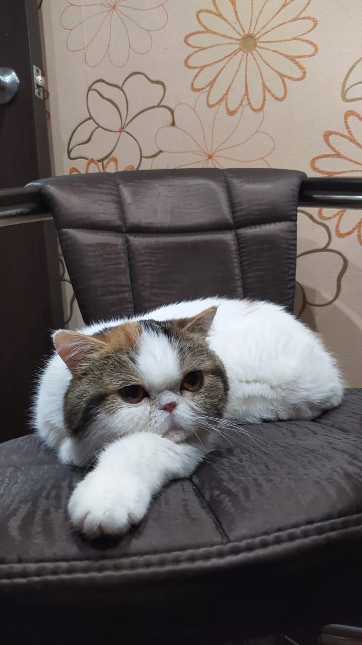 Голди - Имена для девочек - Клички для котов и кошек