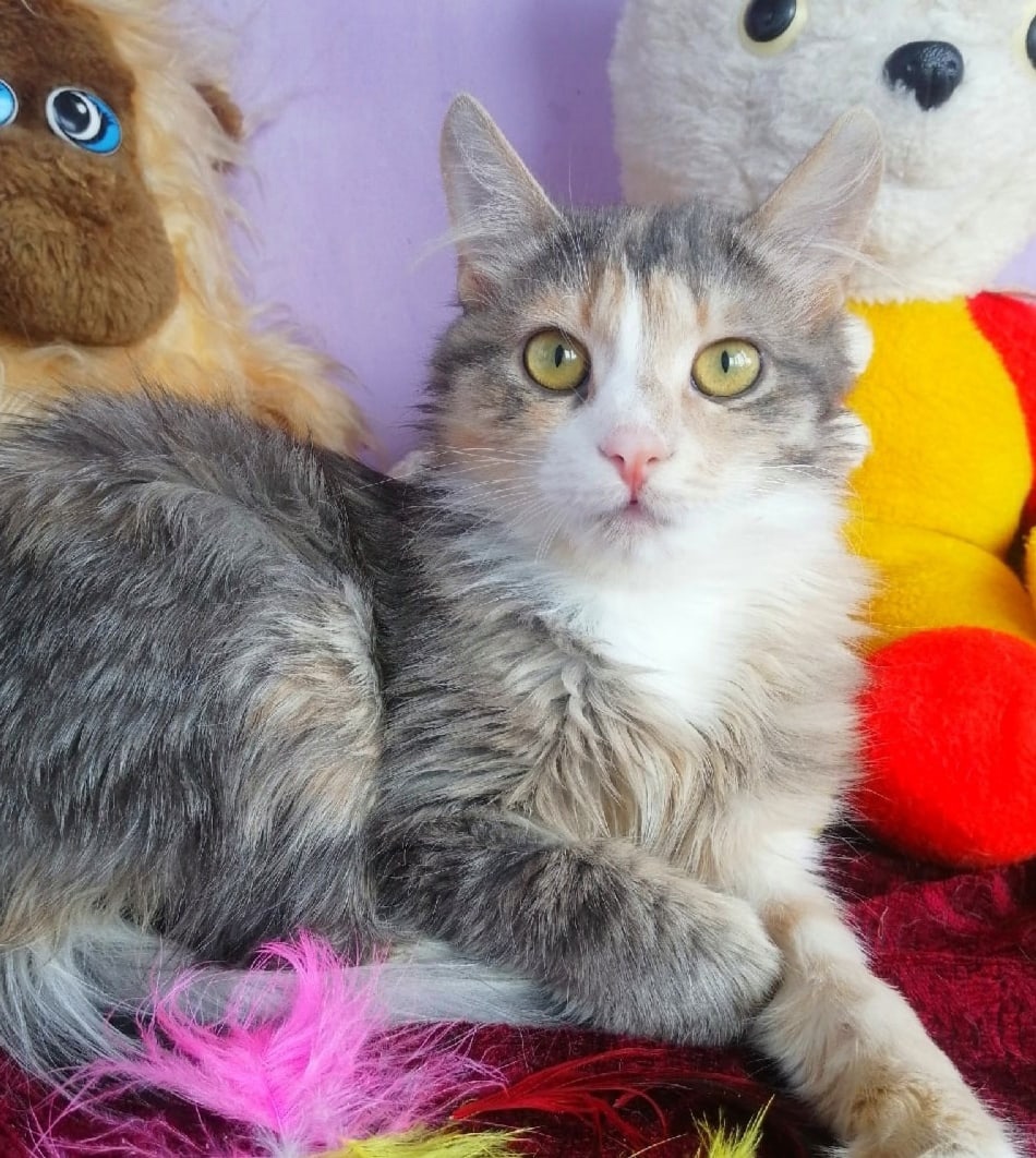 Астра - Имена для девочек - Клички для котов и кошек