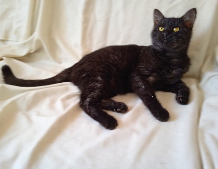 Дрон - Имена для мальчиков - Клички для котов и кошек