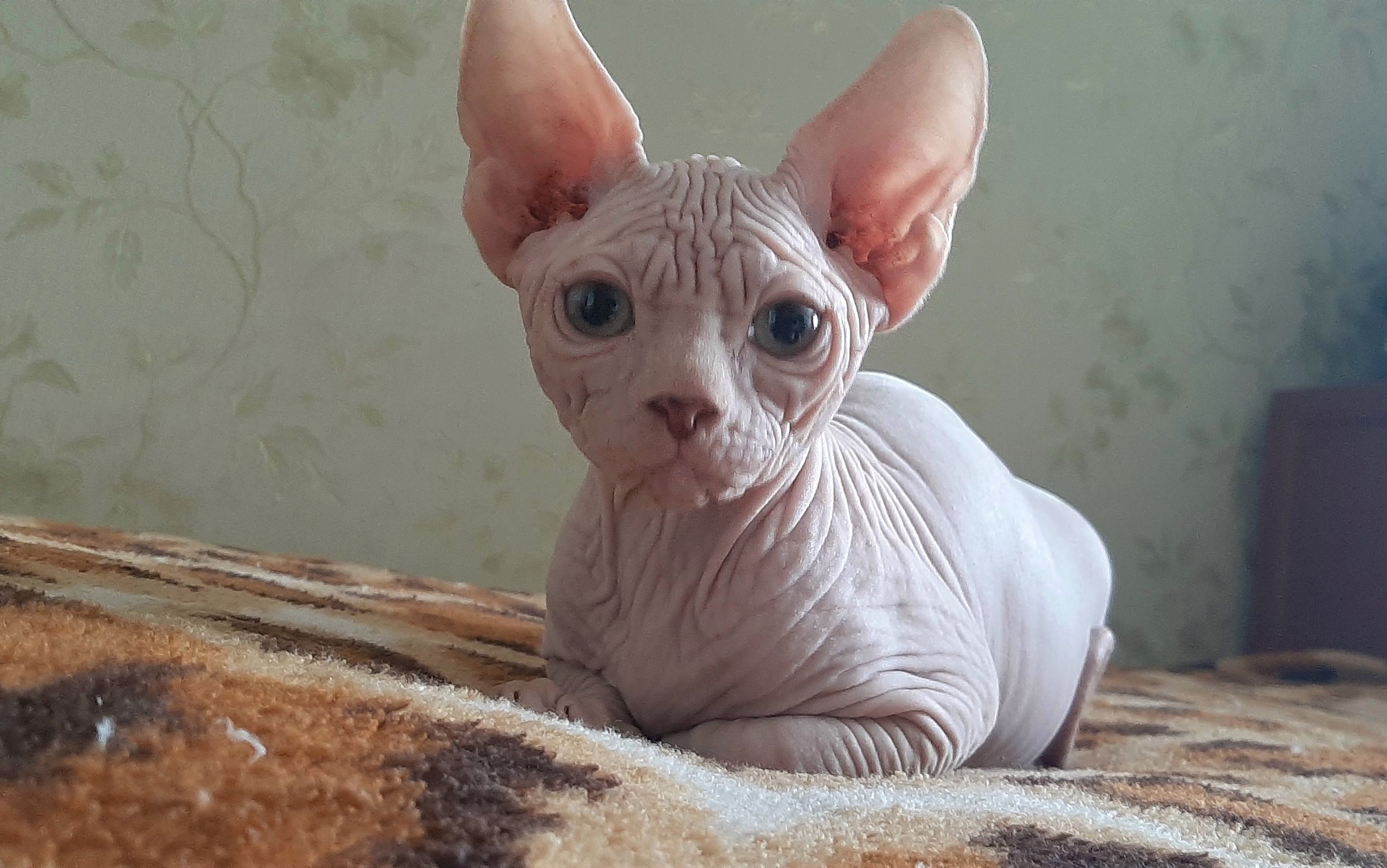 Назарбай - Имена для мальчиков - Клички для котов и кошек