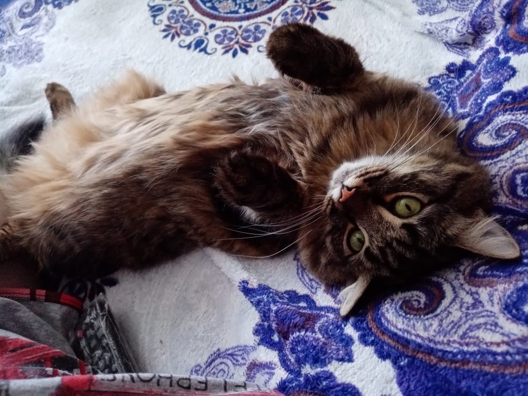 Смит - Имена для мальчиков - Клички для котов и кошек