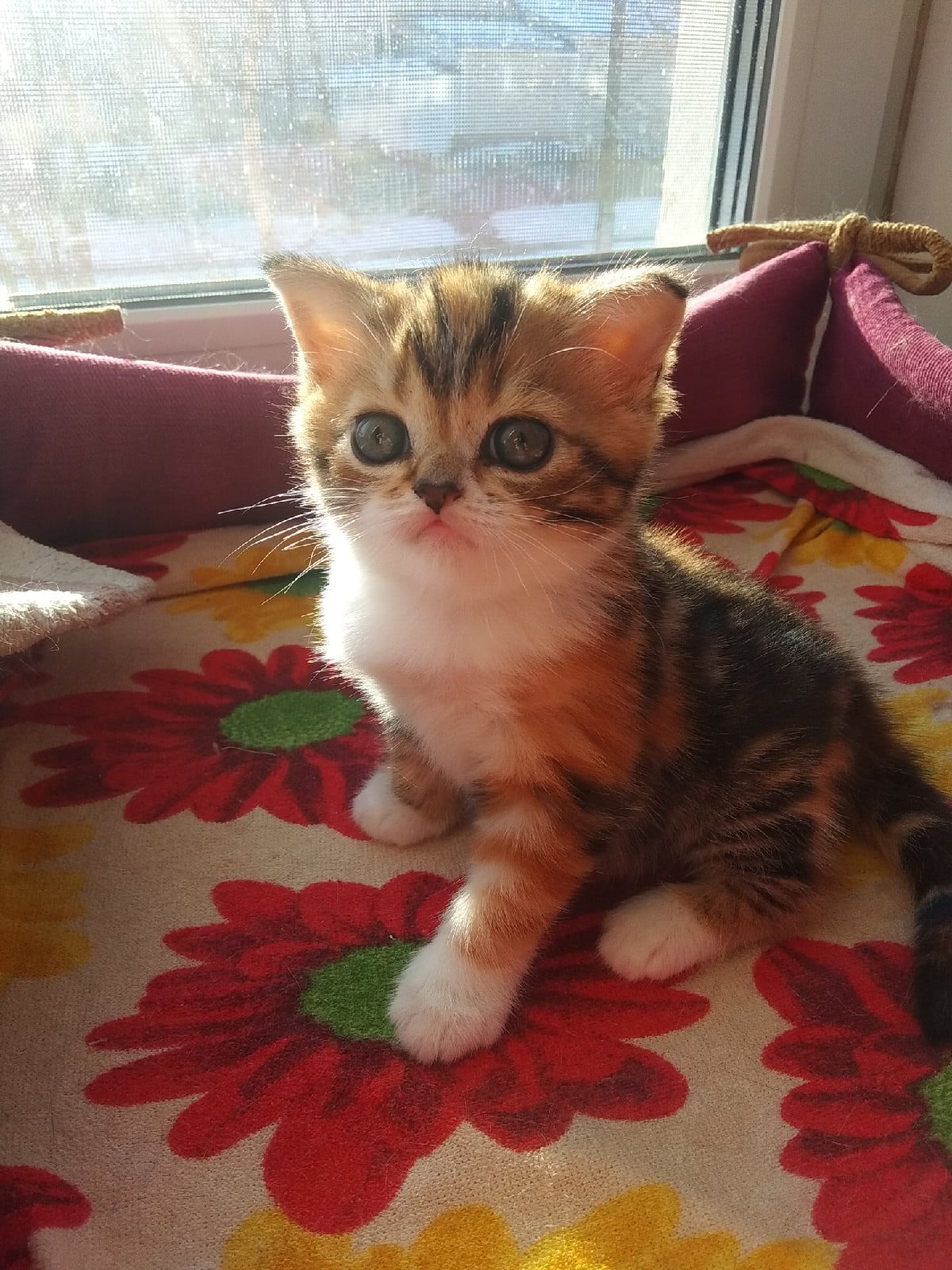 Берта - Имена для девочек - Клички для котов и кошек