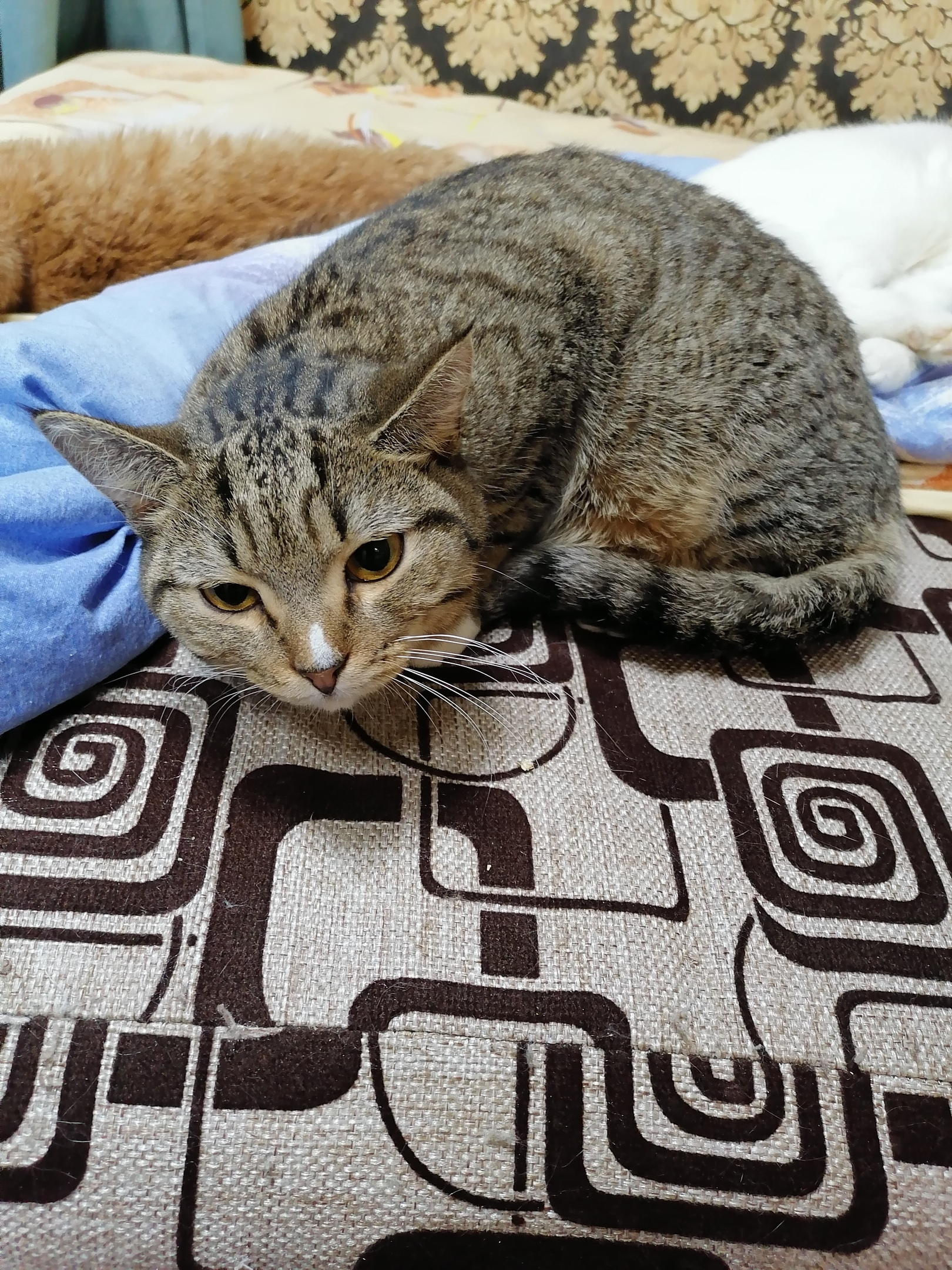 Нос - Имена для мальчиков - Клички для котов и кошек