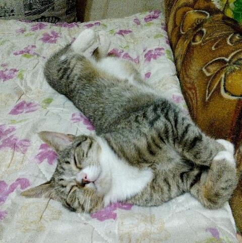 Эйна - Имена для девочек - Клички для котов и кошек