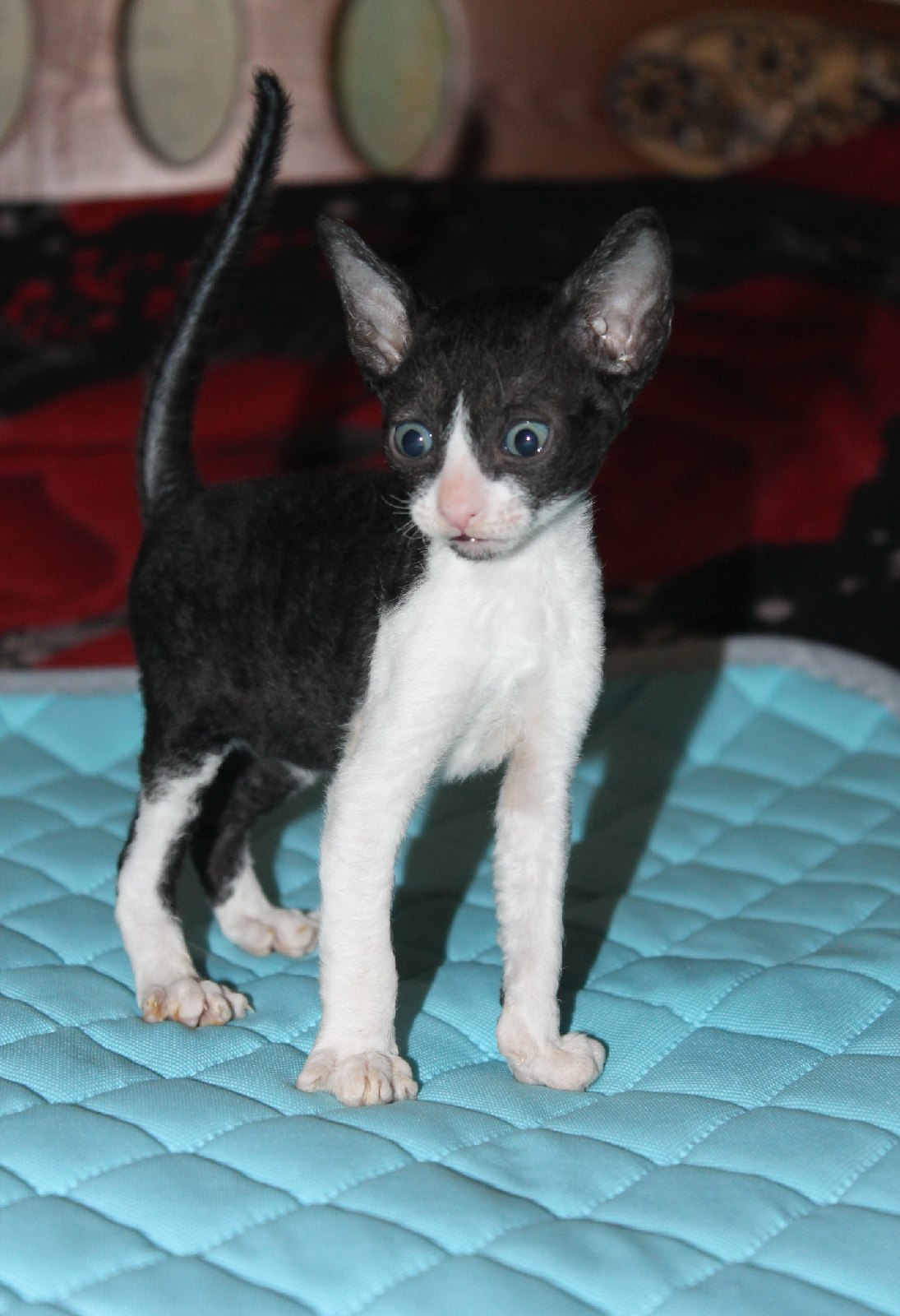 Майор - Имена для мальчиков - Клички для котов и кошек