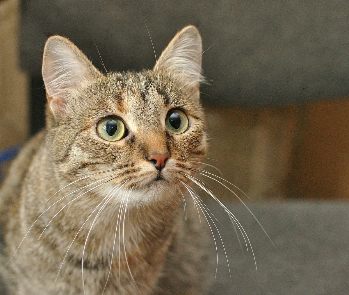 Келли - Имена для девочек - Клички для котов и кошек