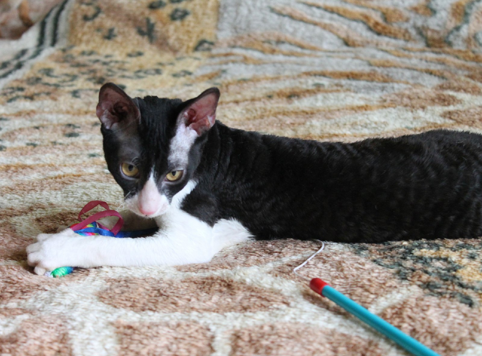 Риддик - Имена для мальчиков - Клички для котов и кошек