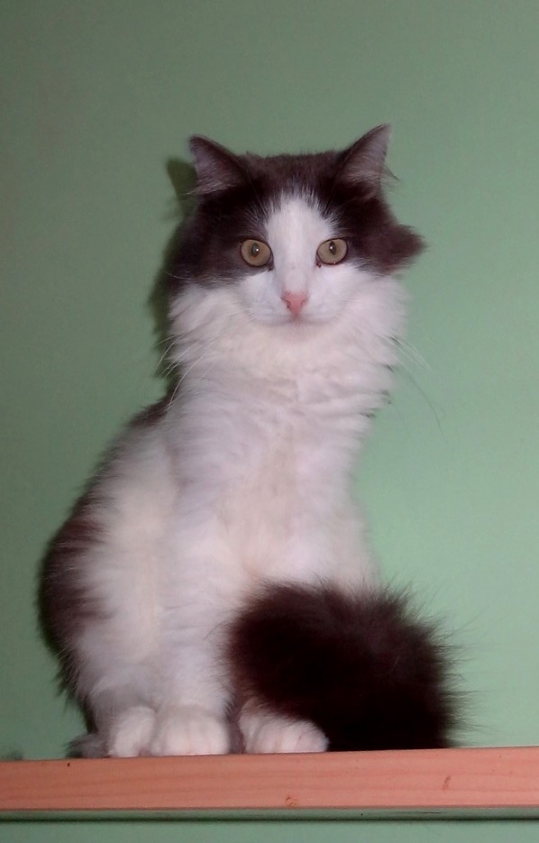 Эдди - Имена для мальчиков - Клички для котов и кошек