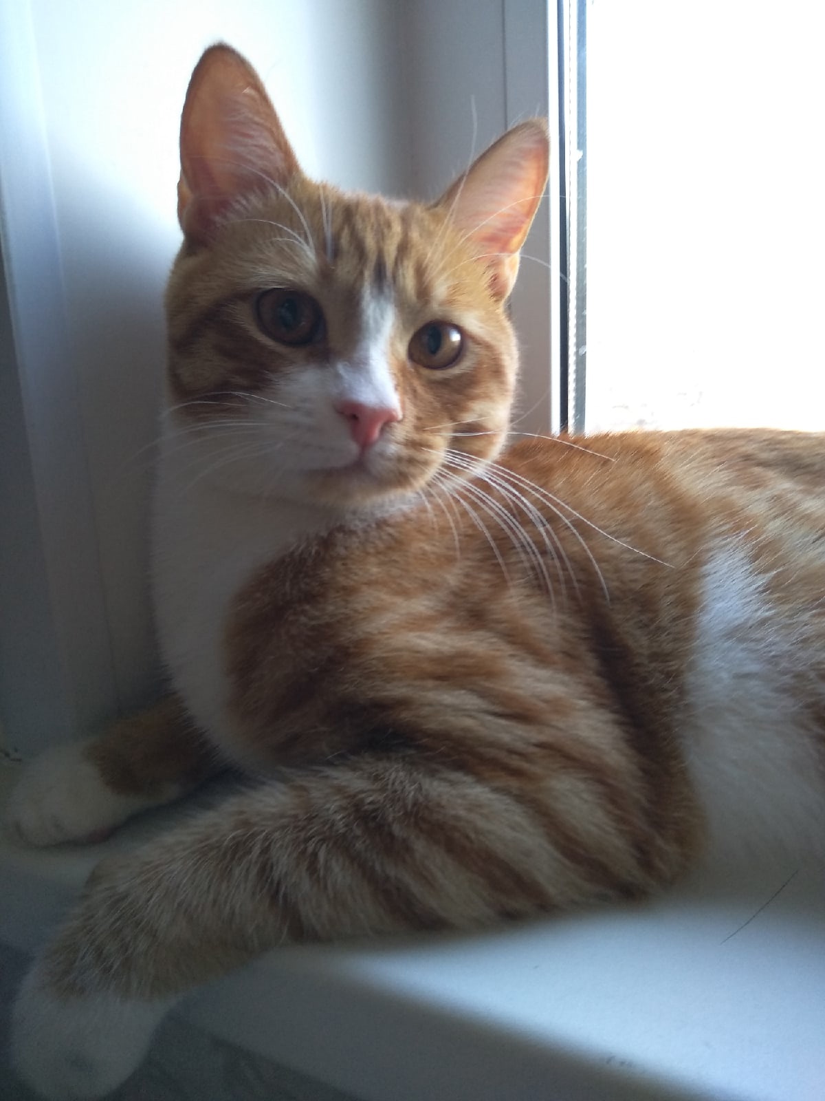 Лисёнок - Имена для мальчиков - Клички для котов и кошек