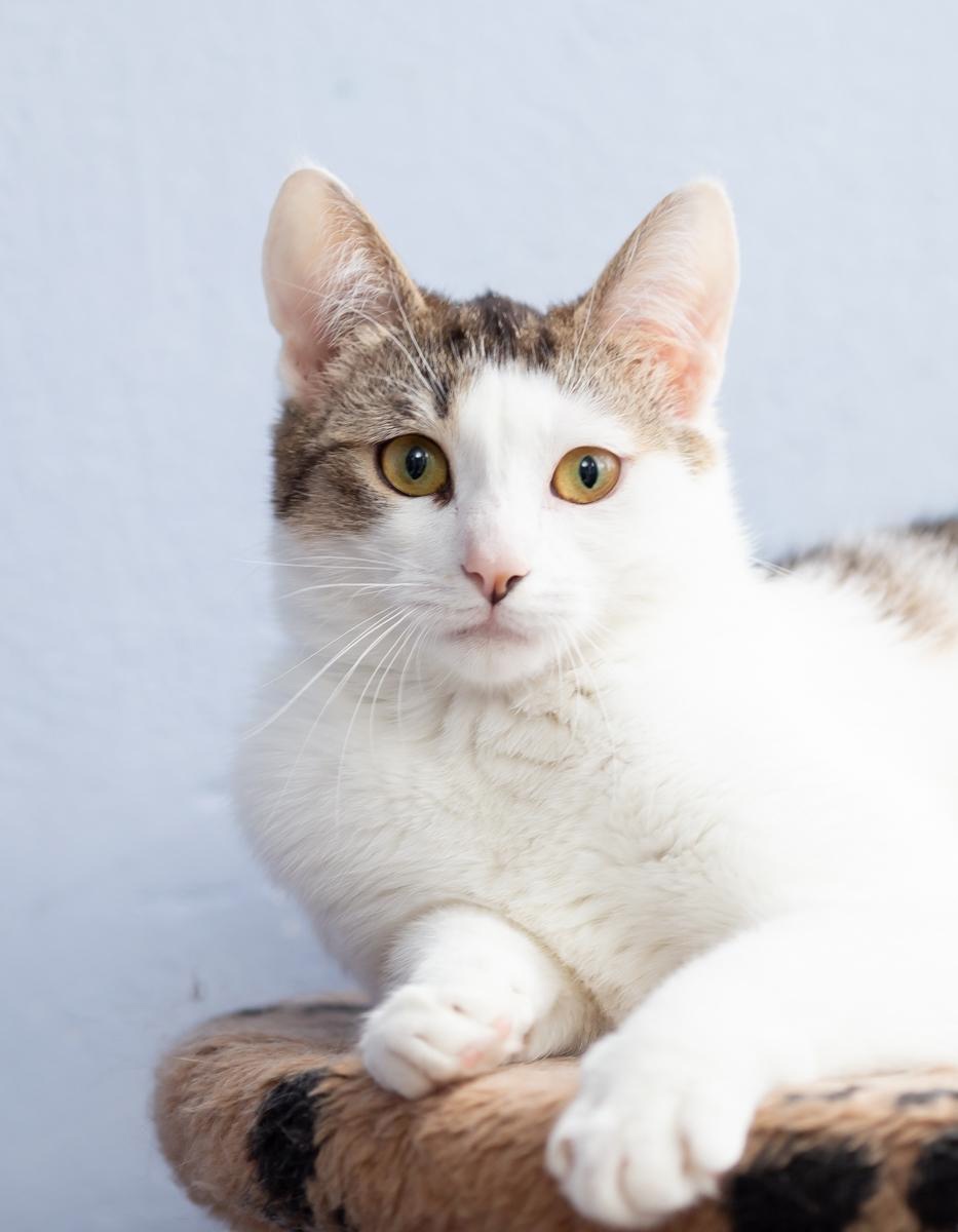 Тося - Имена для девочек - Клички для котов и кошек