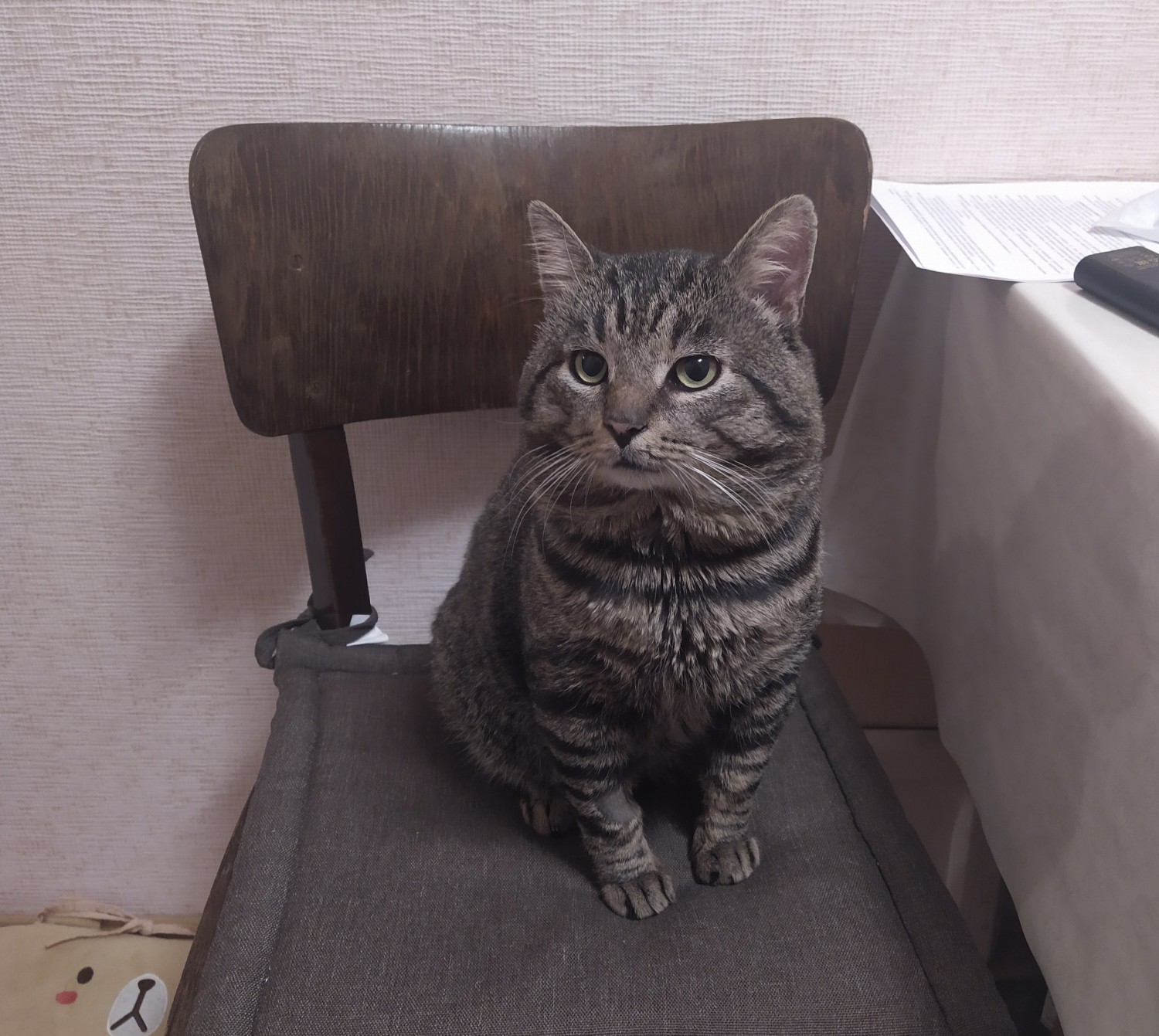 Котяш - Имена для мальчиков - Клички для котов и кошек