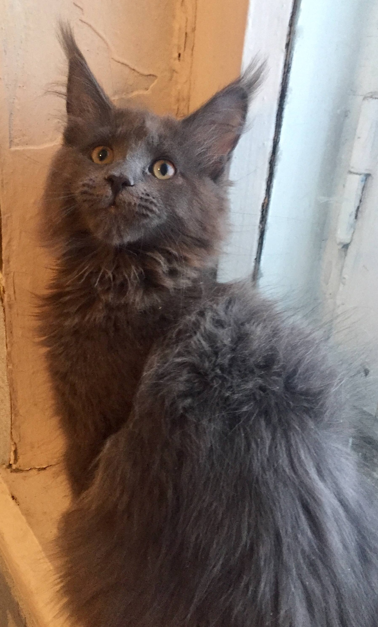 Пенелопа - Имена для девочек - Клички для котов и кошек