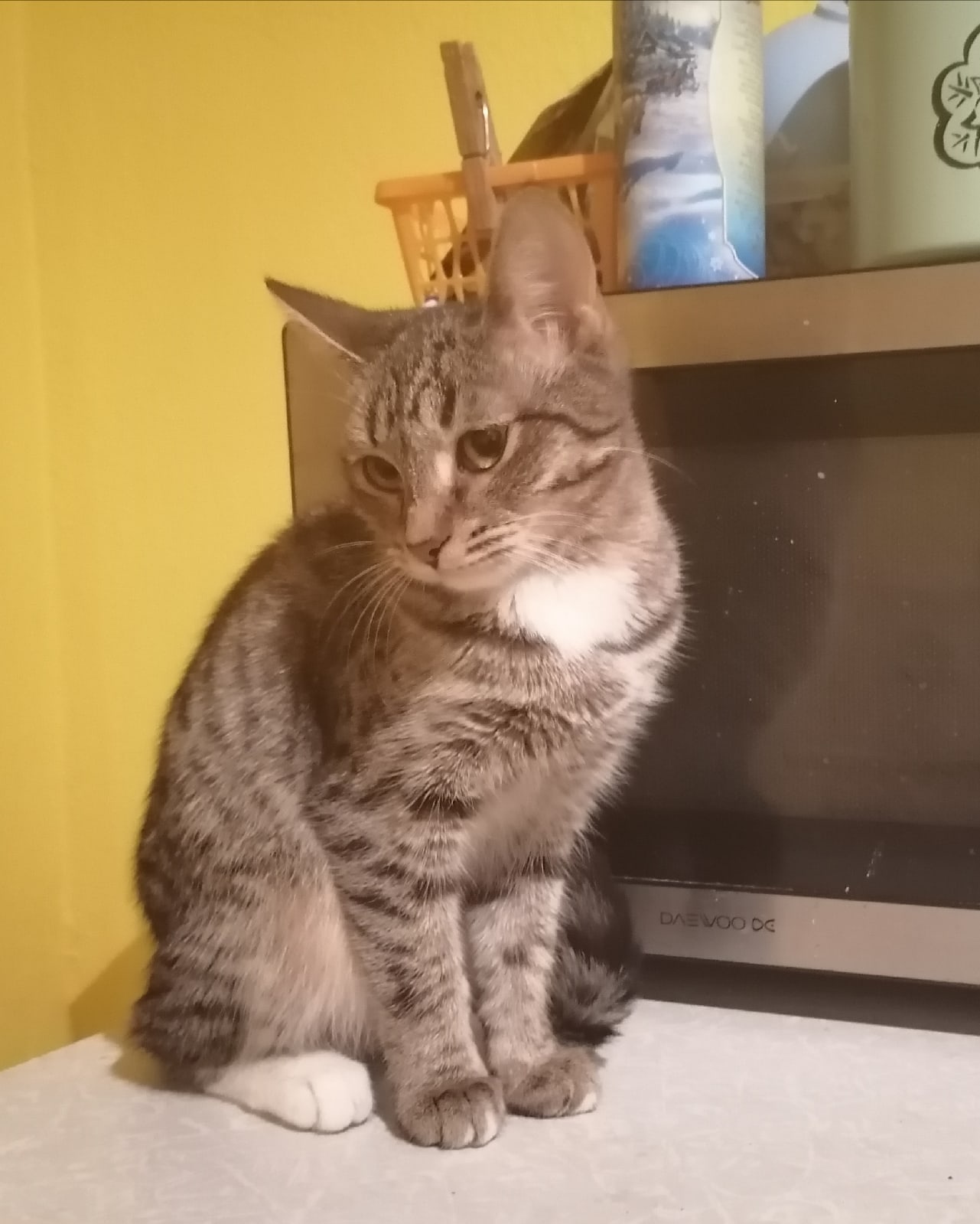 Маняня - Имена для девочек - Клички для котов и кошек