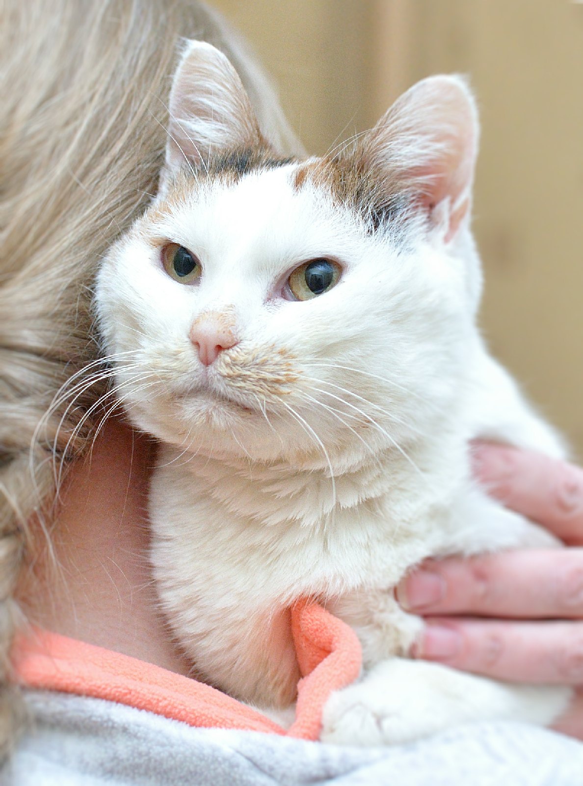 Уля - Имена для девочек - Клички для котов и кошек