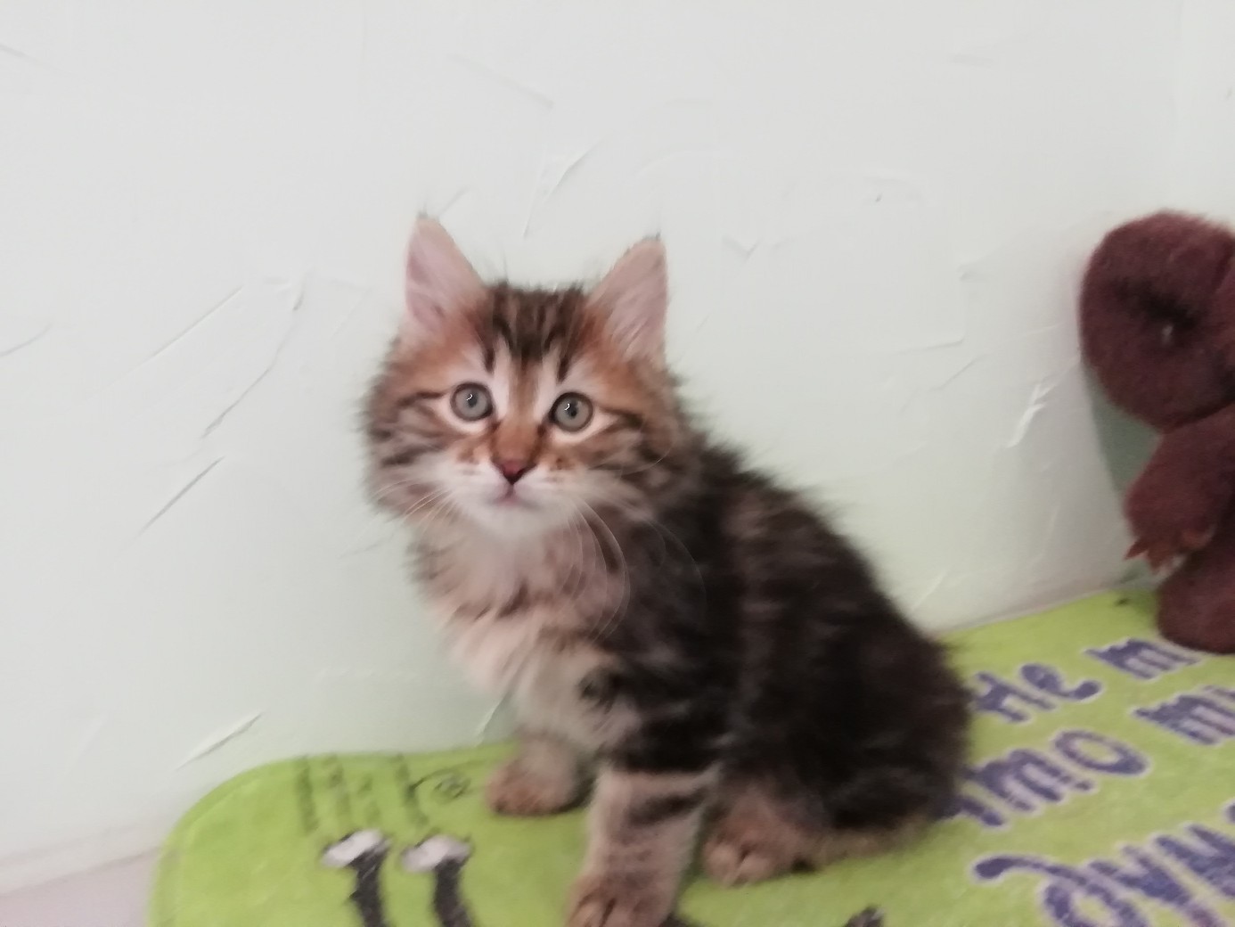 Хельга - Имена для девочек - Клички для котов и кошек