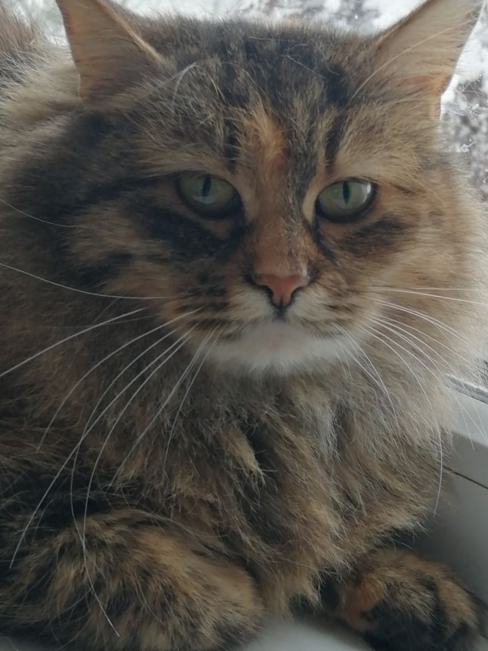 Мифа - Имена для девочек - Клички для котов и кошек