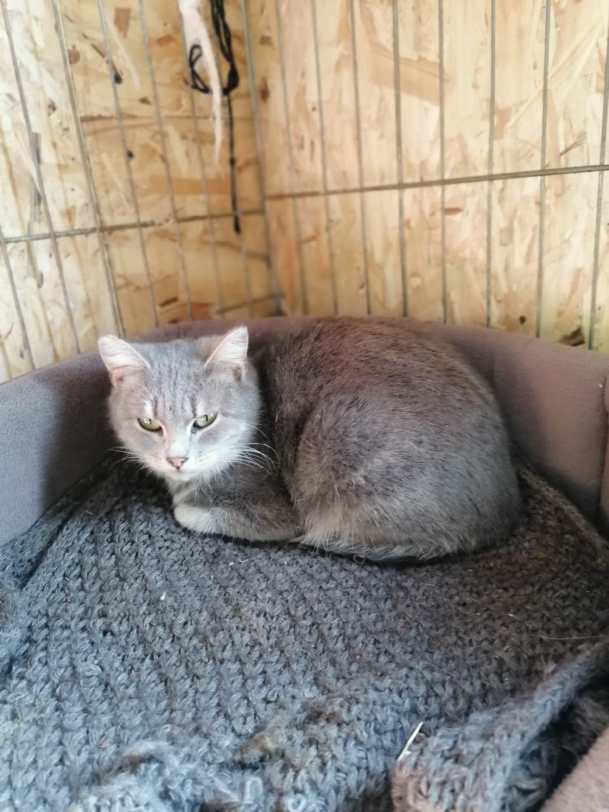 Коша - Имена для девочек - Клички для котов и кошек