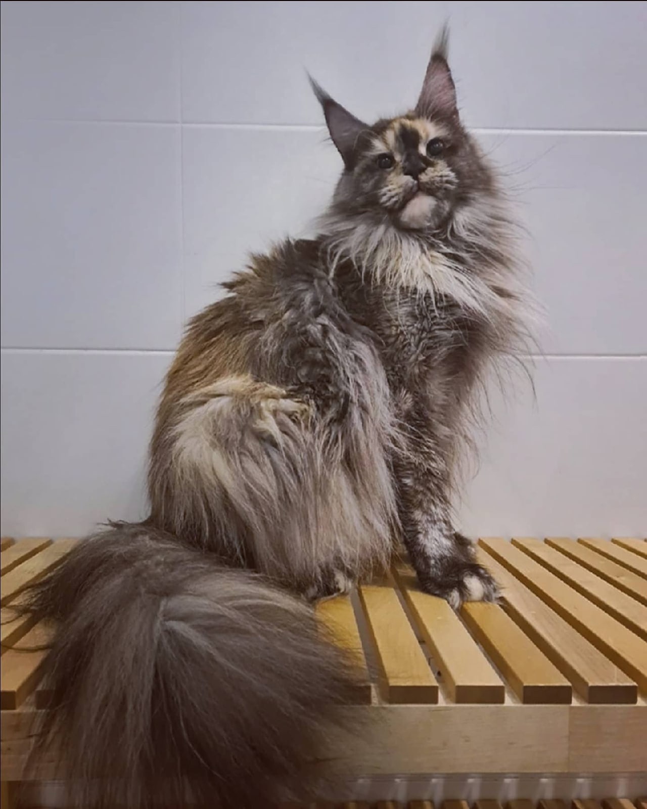 Нимфа - Имена для девочек - Клички для котов и кошек