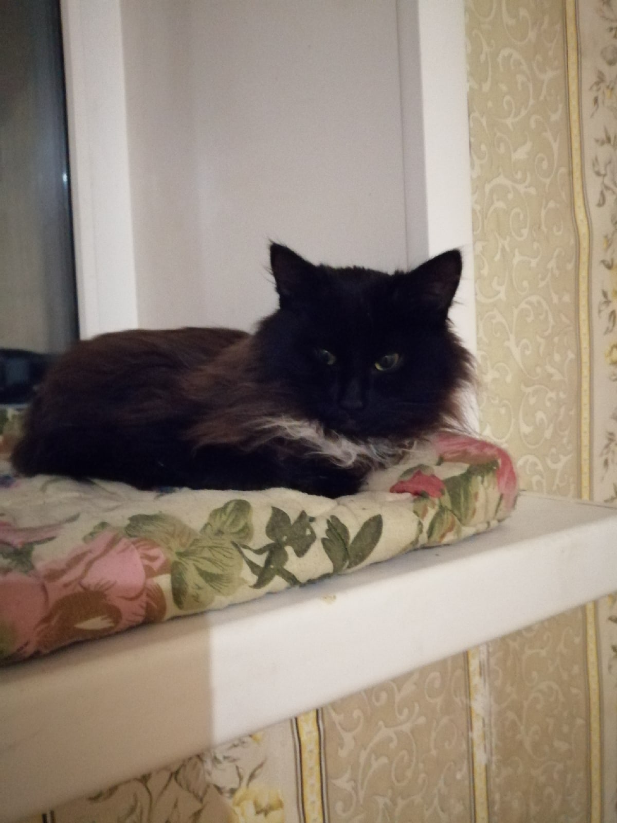 Проша - Имена для мальчиков - Клички для котов и кошек