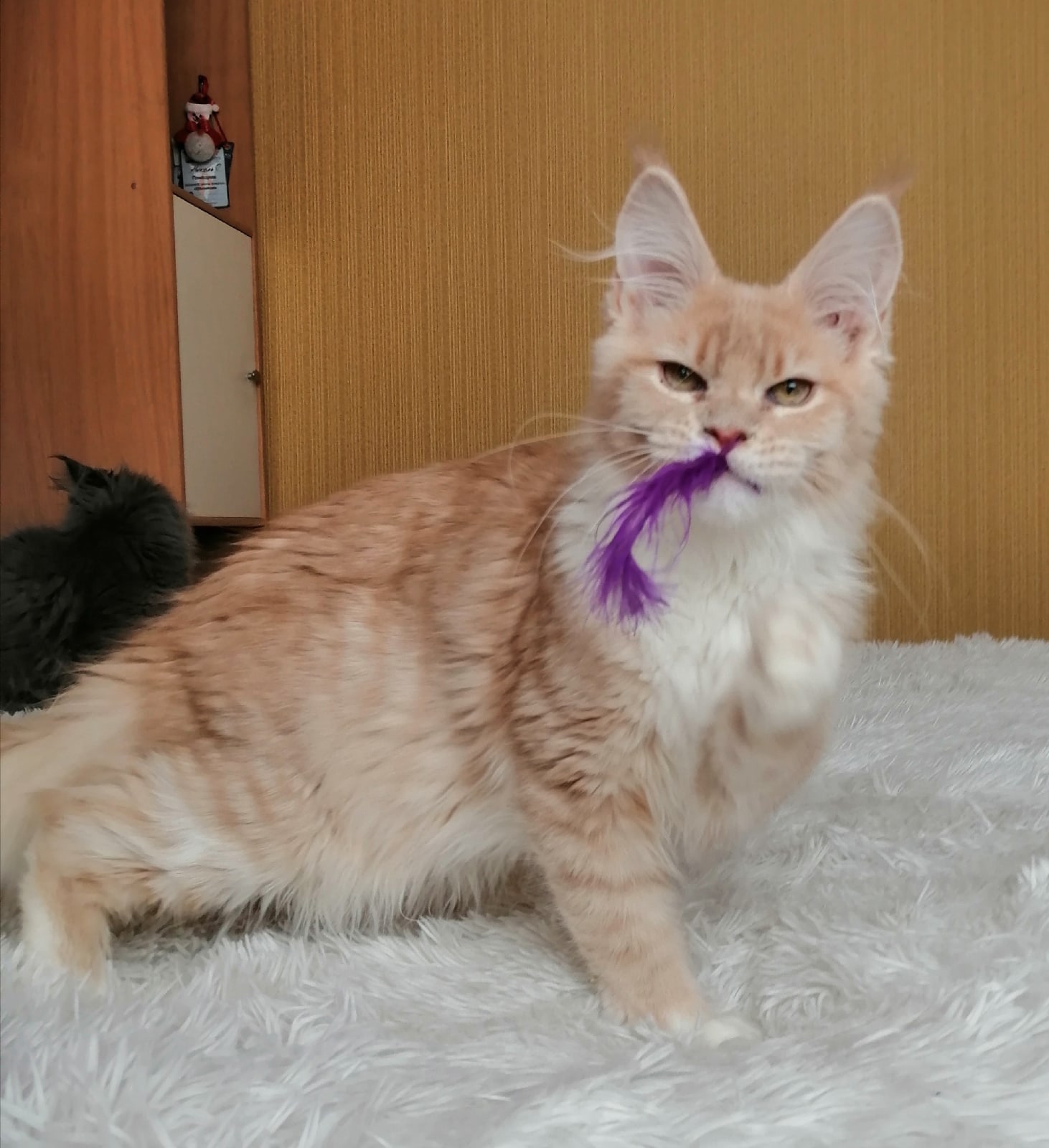 Кент - Имена для мальчиков - Клички для котов и кошек