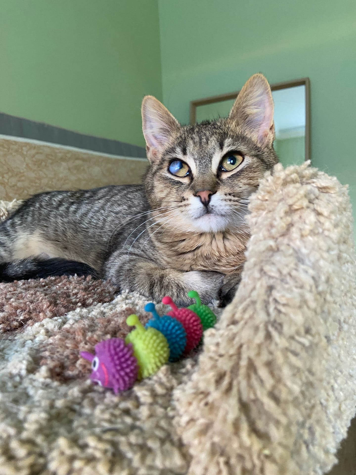 Тигран - Имена для мальчиков - Клички для котов и кошек