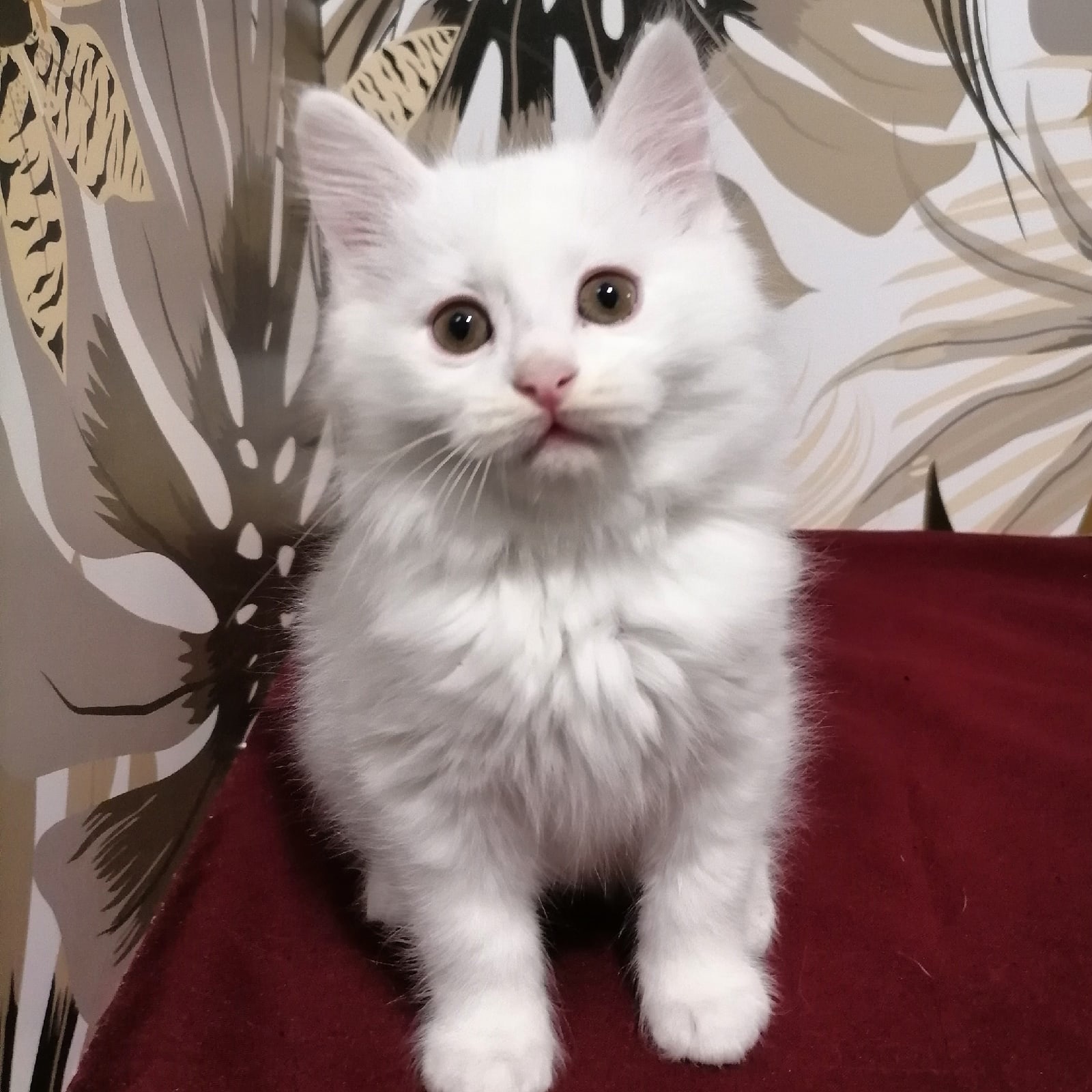 Аристофель - Имена для мальчиков - Клички для котов и кошек