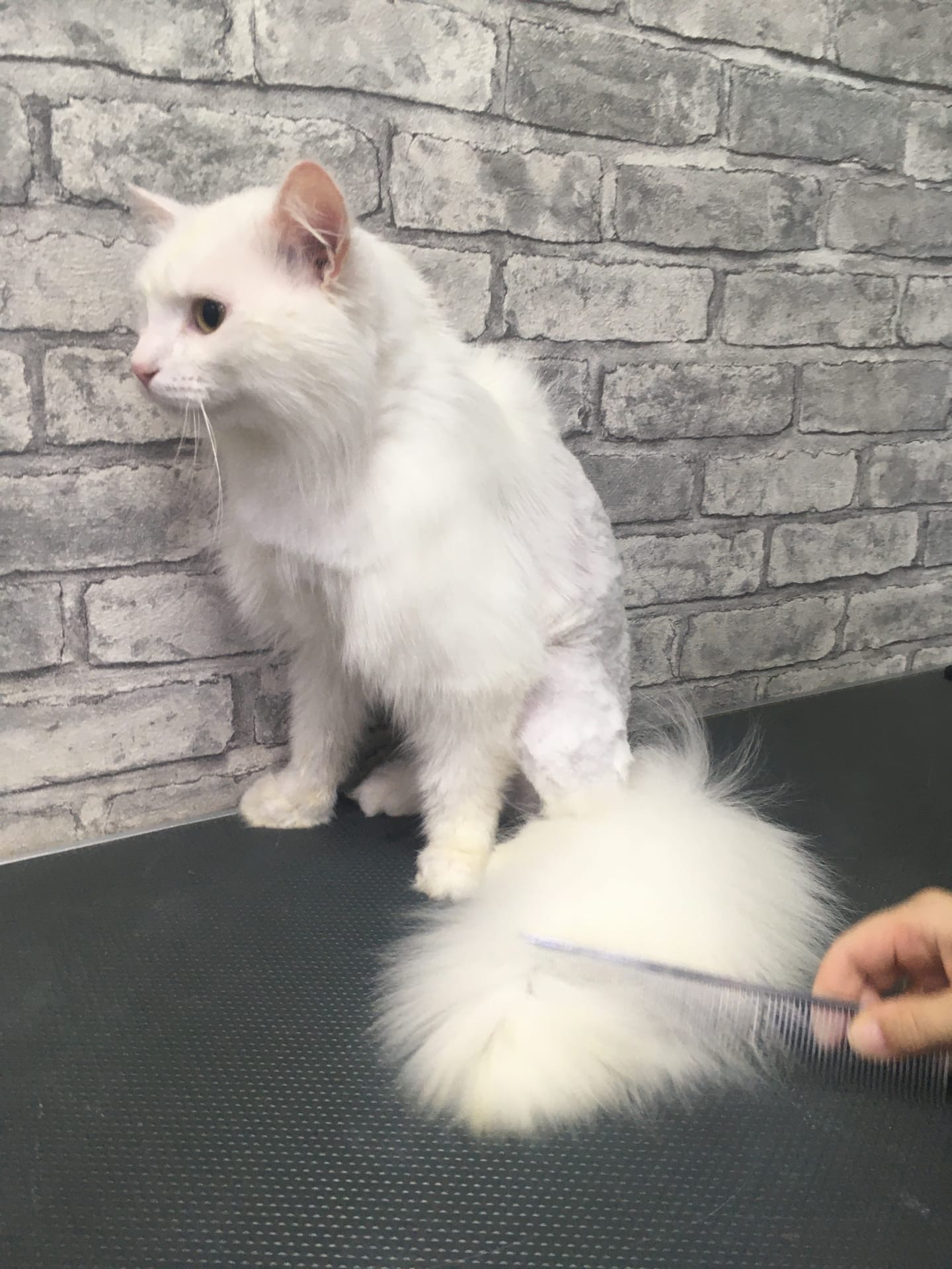 Беляш - Имена для мальчиков - Клички для котов и кошек