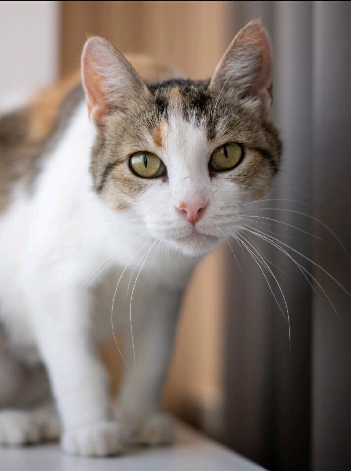 Дарси - Имена для девочек - Клички для котов и кошек