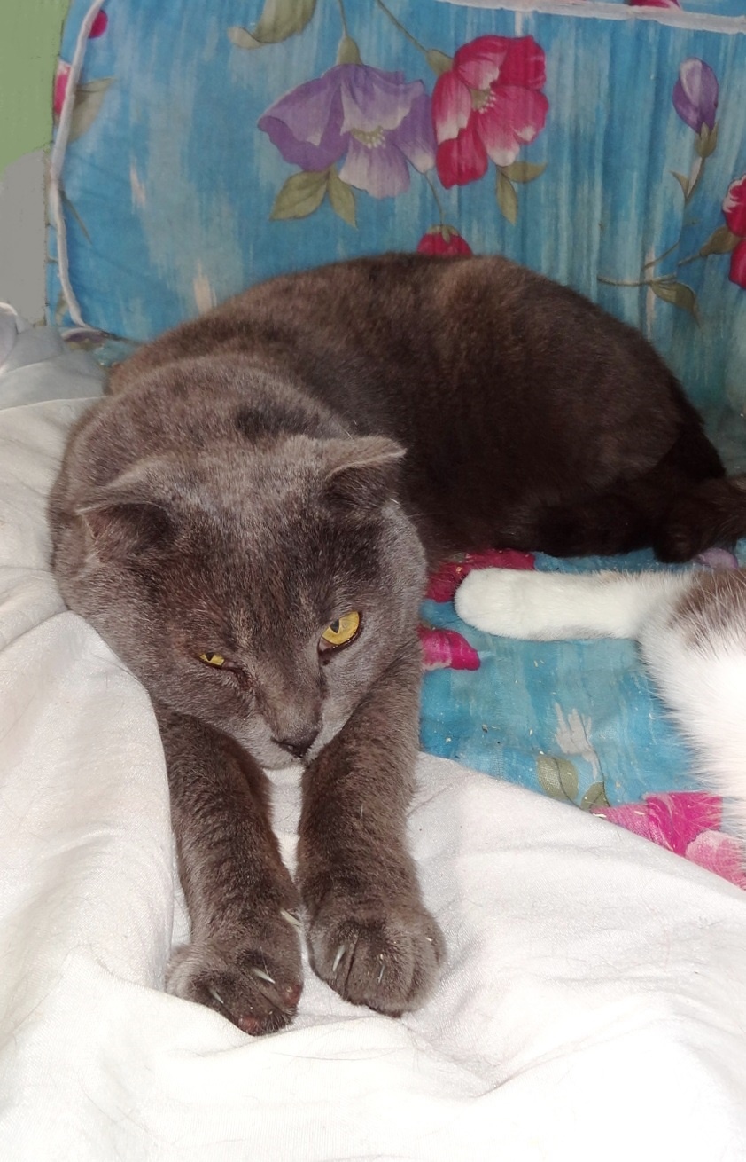 Честер - Имена для мальчиков - Клички для котов и кошек