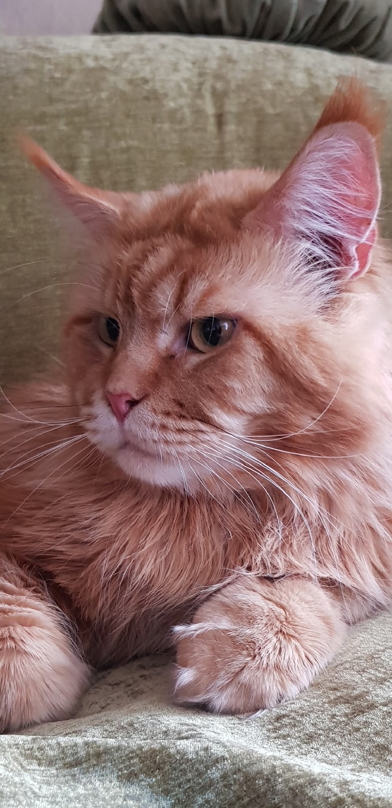 Рубль - Имена для мальчиков - Клички для котов и кошек