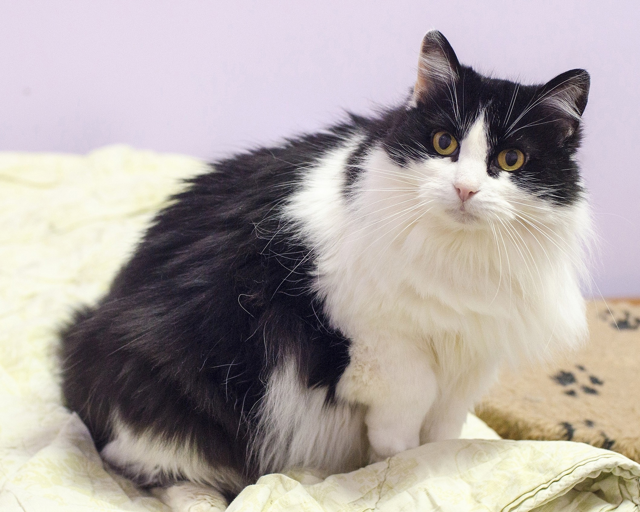 Ника - Имена для девочек - Клички для котов и кошек