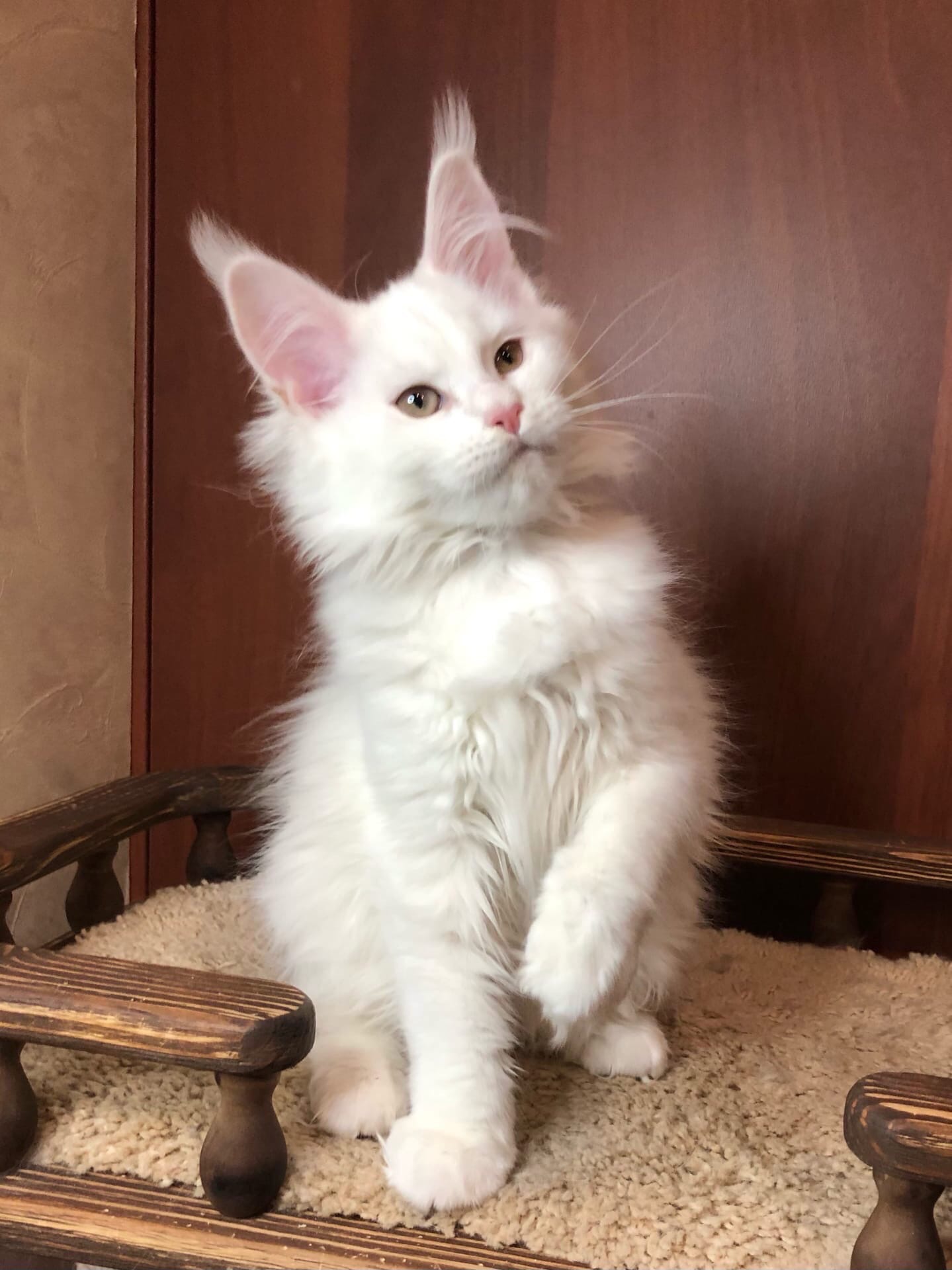 Зима - Имена для девочек - Клички для котов и кошек