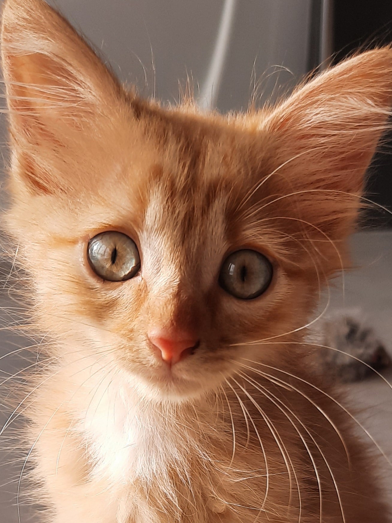 Сверчёк - Имена для мальчиков - Клички для котов и кошек