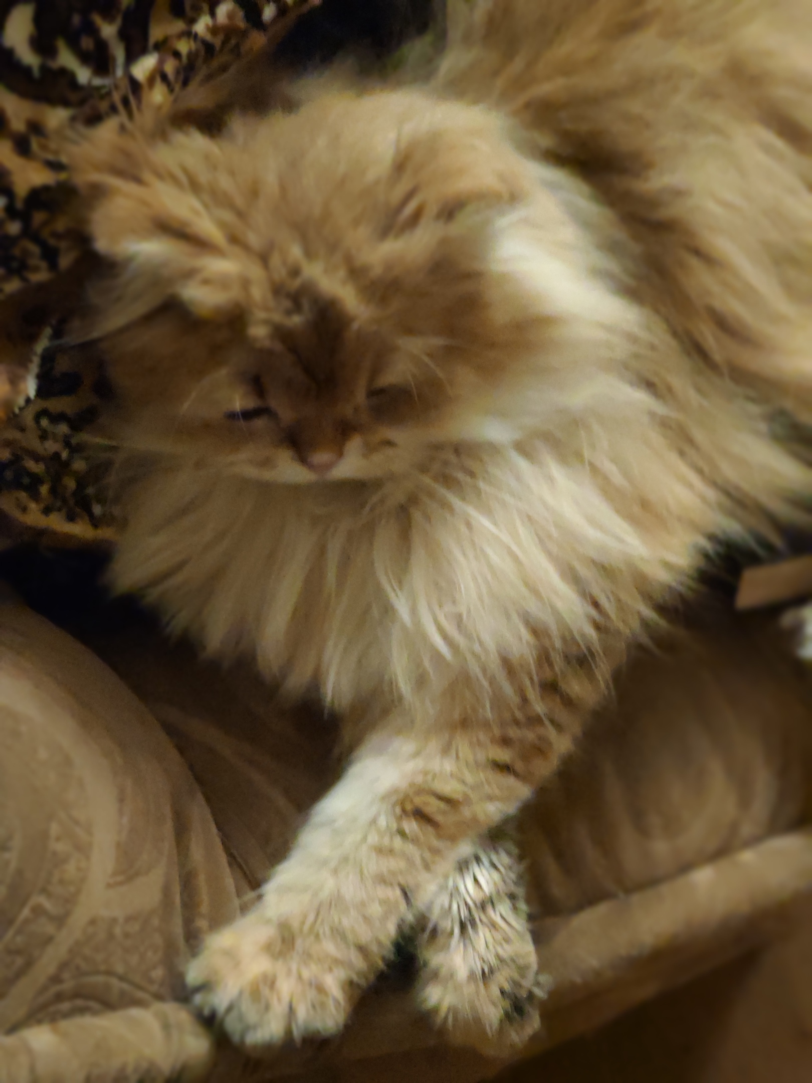 Николетта - Имена для девочек - Клички для котов и кошек