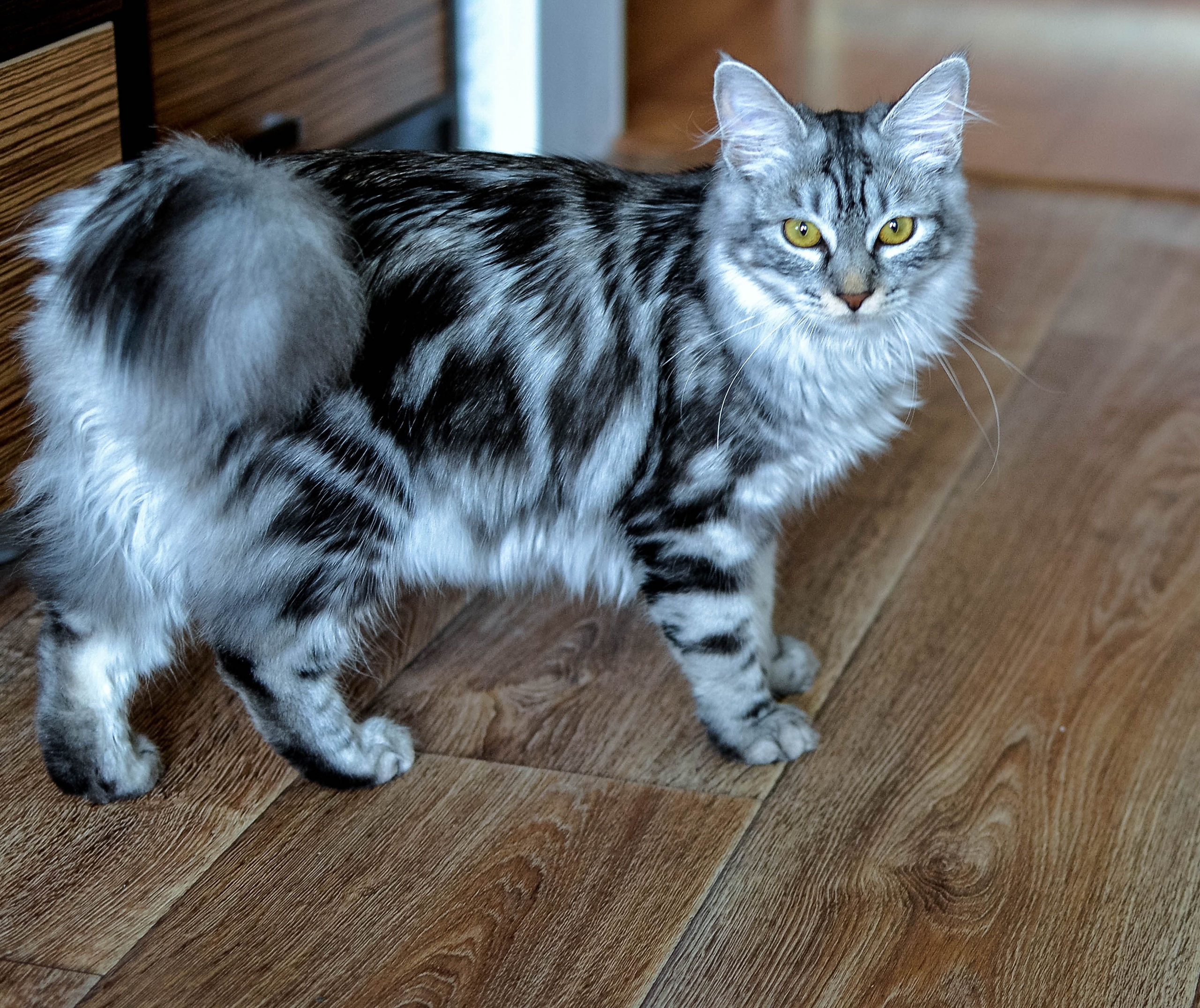 Струнка - Имена для девочек - Клички для котов и кошек